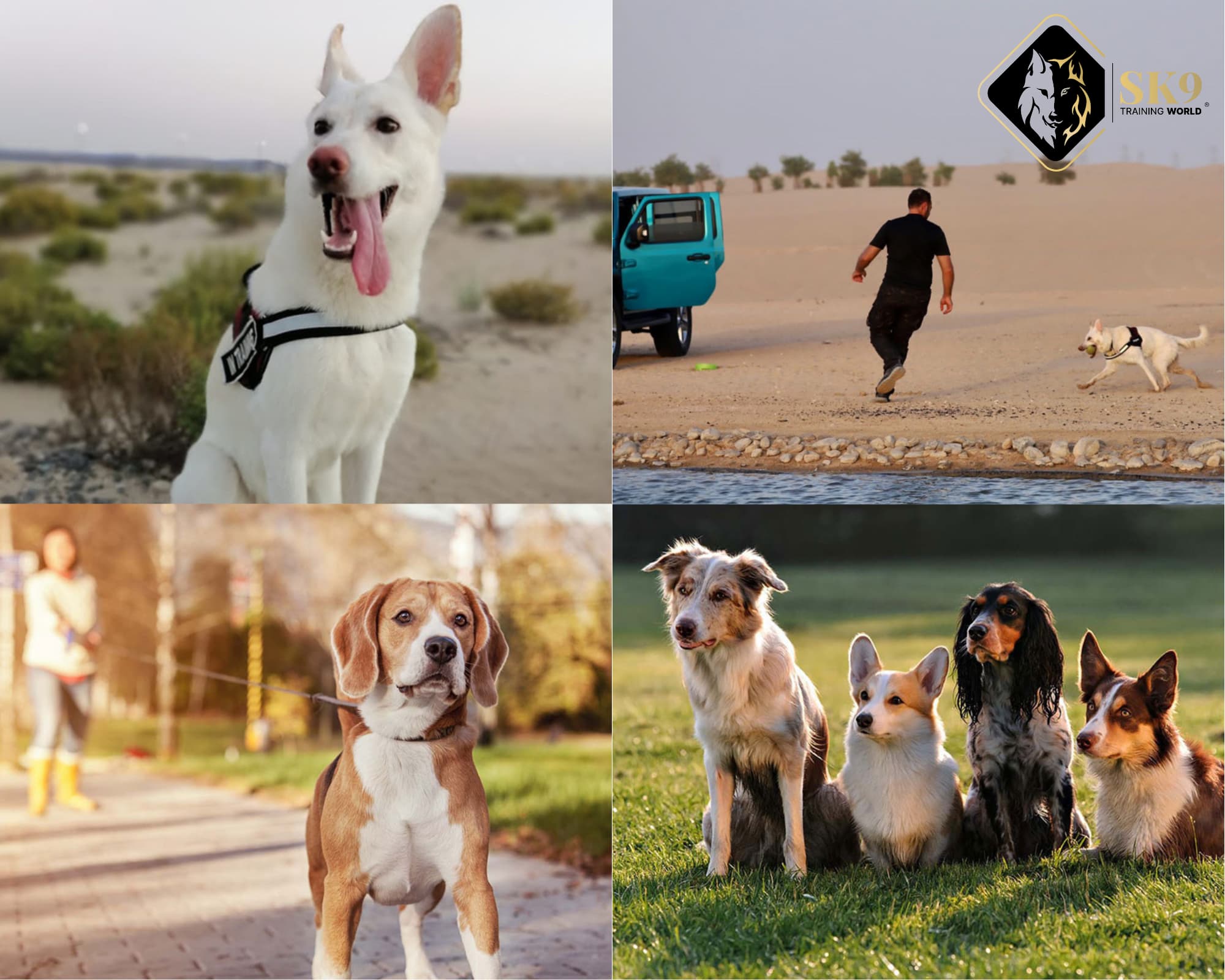 Dog training for Dubai dog owners: puppies, obedience and behaviour support