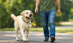 Loose lead walking training in Dubai to stop pulling and improve lead handling