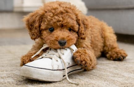 Puppy biting training in Dubai to stop nipping and mouthing with a structured plan