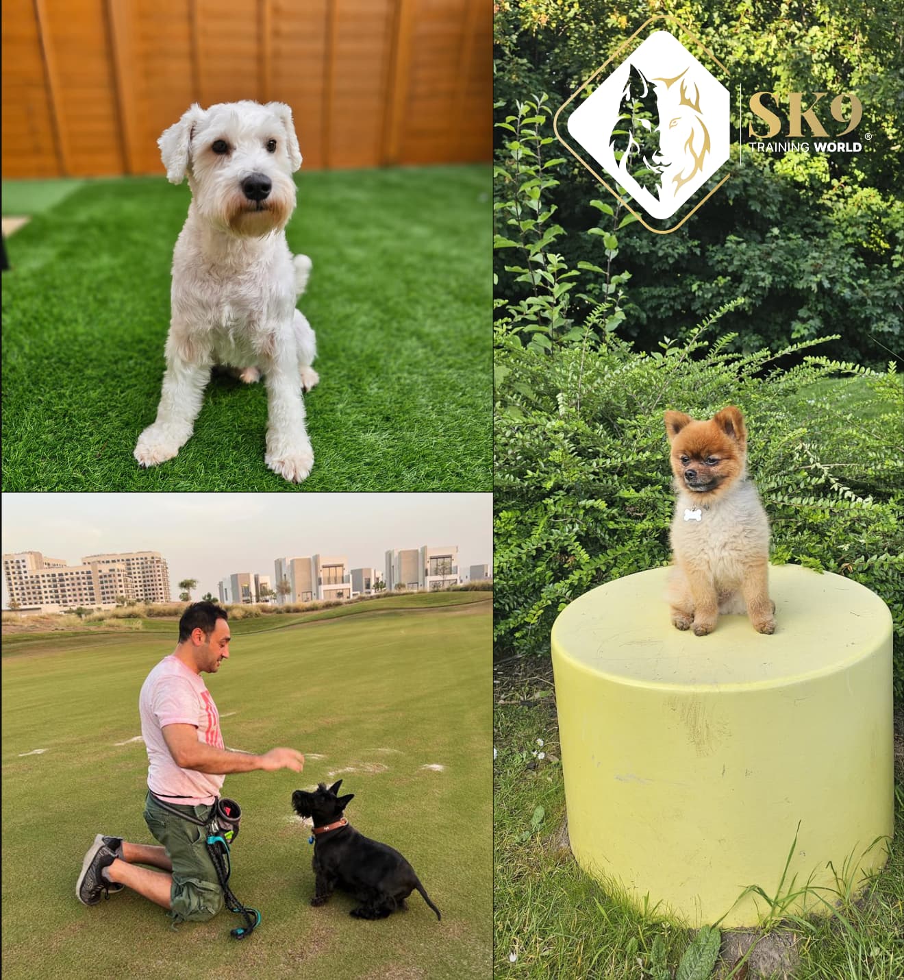 Puppy training in Dubai (online-first coaching for toilet training, biting and routines)