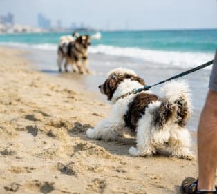 Reactive dog training in Dubai for leash reactivity and trigger control
